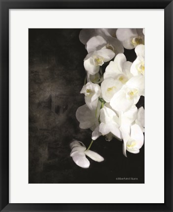 Framed Contemporary White Orchids Print