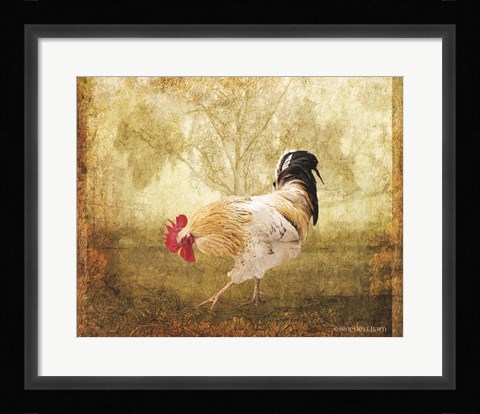 Framed Vintage Scratching Rooster Print