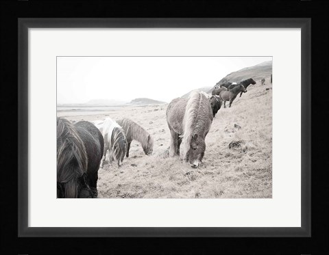 Framed Horses of Hofn II BW Print