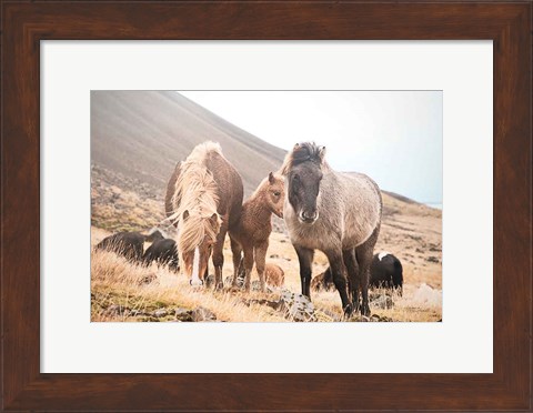 Framed Horses of Hofn I Print