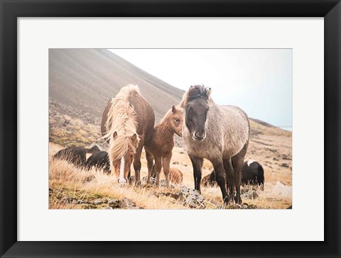 Framed Horses of Hofn I Print