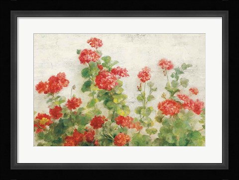 Framed Red Geraniums on White v2 Print