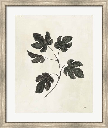 Framed Botanical Study III Print