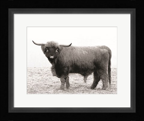 Framed Scotty the Bull Print