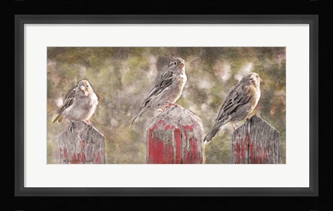 Framed Birds on a Fence Print