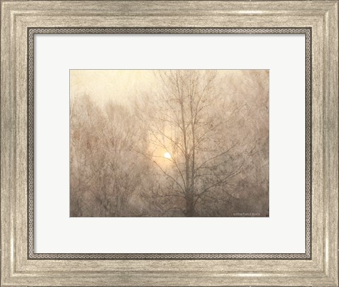 Framed Fading Trees Sunlight Print