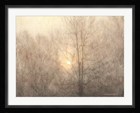 Framed Fading Trees Sunlight Print