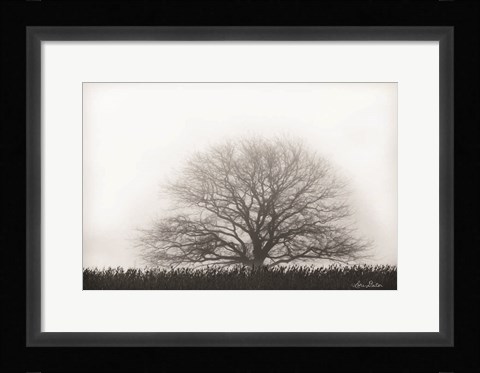 Framed Foggy Old Tree Print