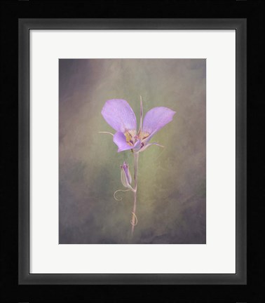 Framed Sagebrush Mariposa Lily Print