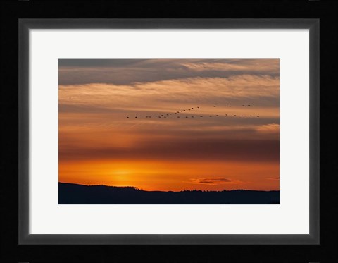 Framed Sunset Flight Print