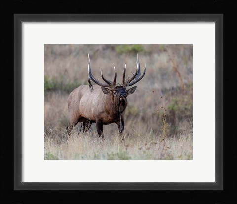 Framed Don't Mess With Me Print