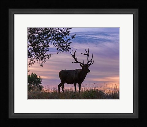 Framed Sunrise Bull Print