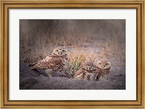 Framed Burrowing Owl Print