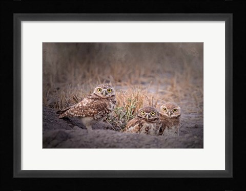 Framed Burrowing Owl Print