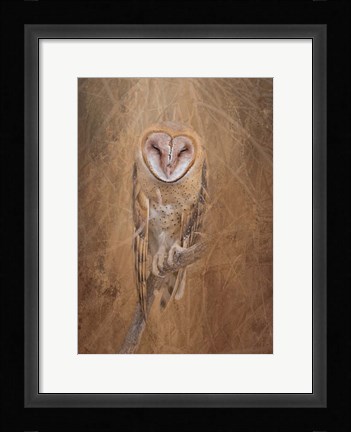 Framed Barn Owl Print