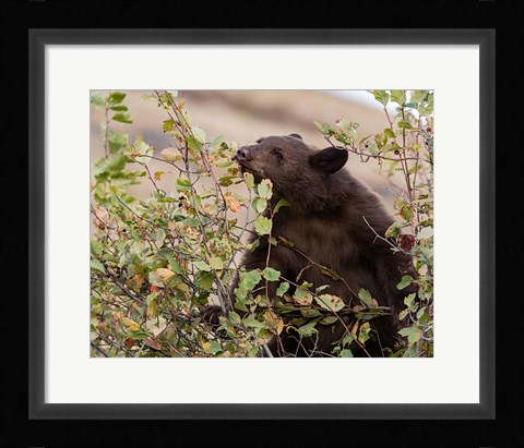 Framed Black Bear Print
