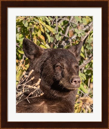 Framed Black Bear II Print