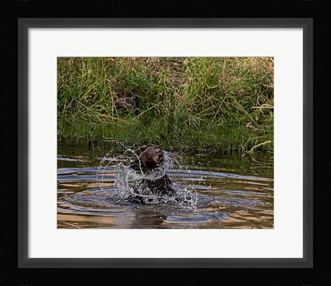 Framed Black Bear Sow Print