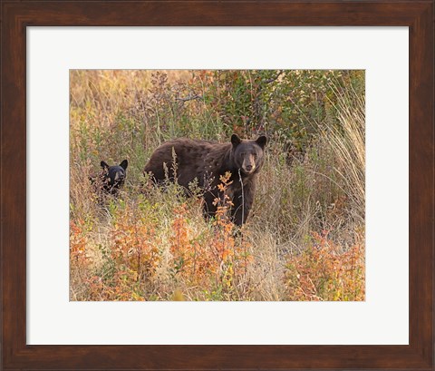 Framed Black Bear Sow and Cub Print