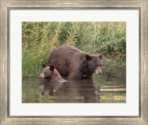Framed Black Bear Sow and Cub II Print