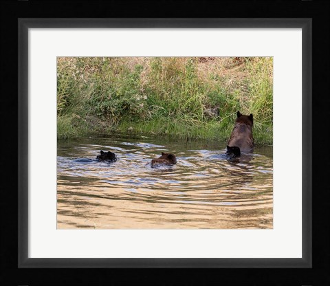 Framed Black Bear Sow and Cubs Print