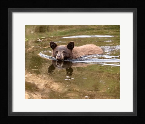 Framed Black Bear Cub Print