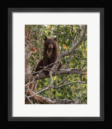 Framed Black Bear Cub Print