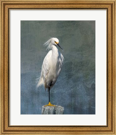 Framed Snow Egret Print