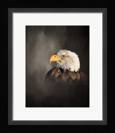 Framed Bald Eagle Print