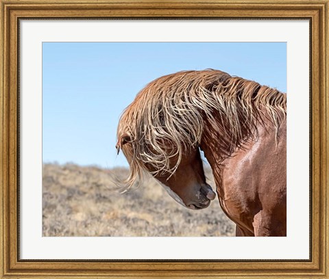 Framed Marshall - Wild Stallion Print