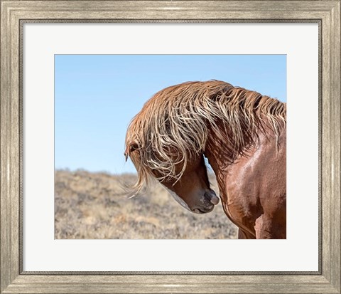Framed Marshall - Wild Stallion Print