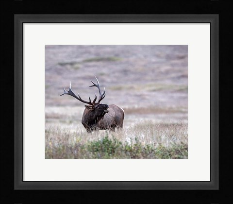 Framed Bull Elk in Montana Print