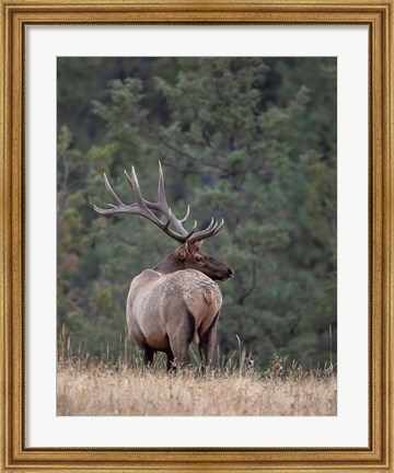 Framed Bull Elk in Montana II Print