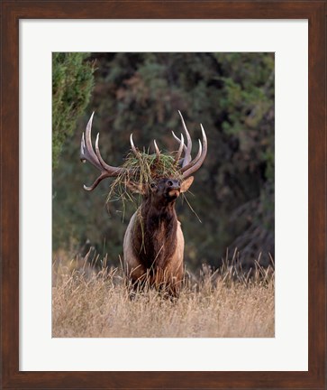 Framed Bull Elk in Montana III Print