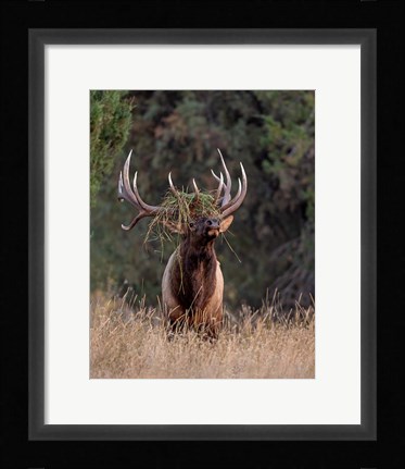 Framed Bull Elk in Montana III Print