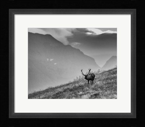 Framed Big Country Bull Print