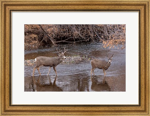 Framed Mule Deer Buck and Doe Print