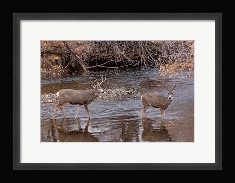 Framed Mule Deer Buck and Doe Print