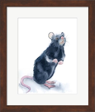 Framed Rat Print