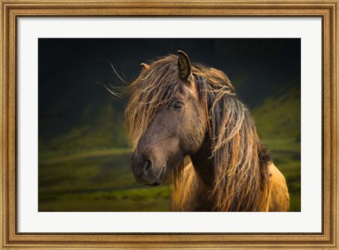 Framed Born To Be Wild Print