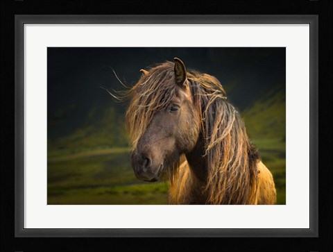 Framed Born To Be Wild Print