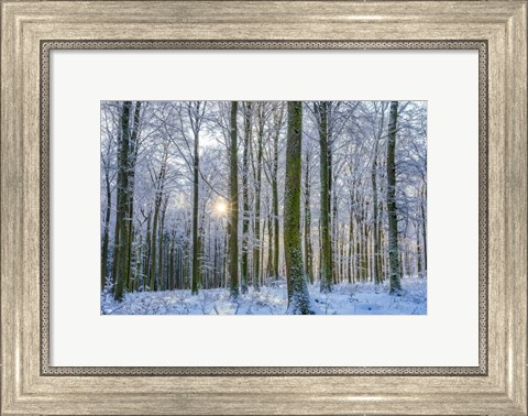 Framed Frosty Forest Print