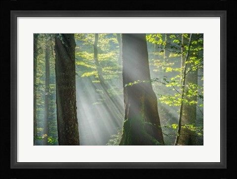 Framed Shower of Light Print