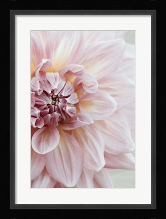 Framed Blush Pink Dahlia Print