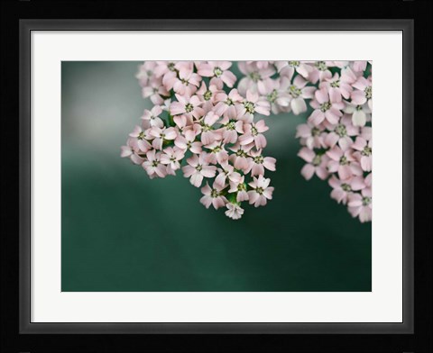 Framed Blush Pink Flowers Print
