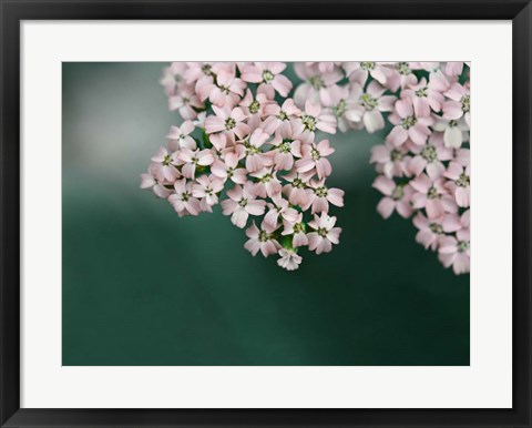 Framed Blush Pink Flowers Print