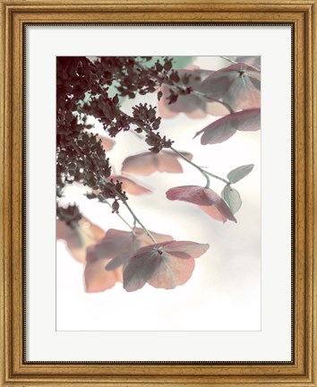 Framed Pink &amp; Aqua Hydrangeas Print