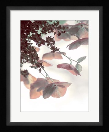 Framed Pink &amp; Aqua Hydrangeas Print