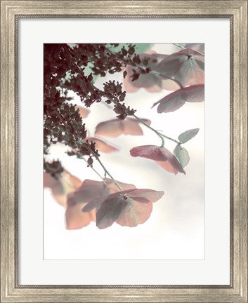 Framed Pink &amp; Aqua Hydrangeas Print