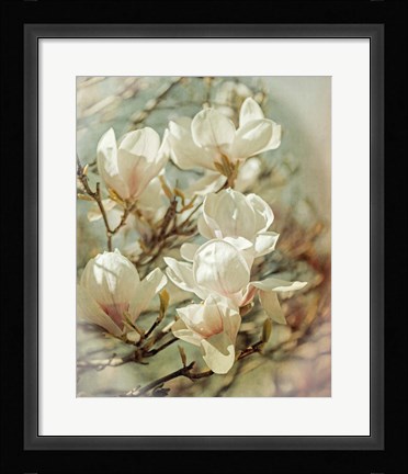 Framed Vintage Inspired Magnolias Print